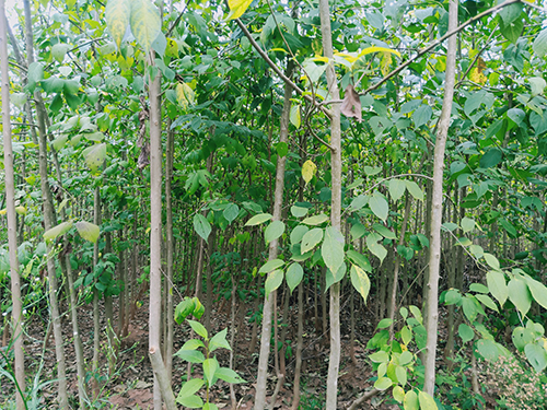 本地優選3年苗(價格面議)